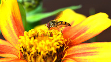 Garten-Schwebfliege (15).jpg